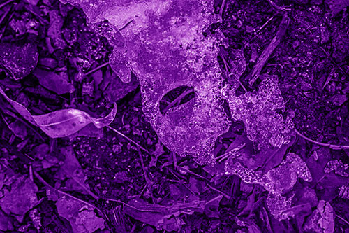 Half Melted Ice Face Atop Dead Leaves (Purple Shade)