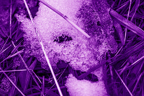 Half Melted Ice Face Smirking Among Reed Grass (Purple Shade Photo)