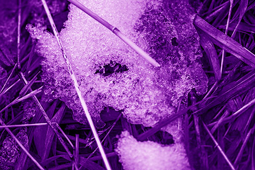 Half Melted Ice Face Smirking Among Reed Grass (Purple Shade)