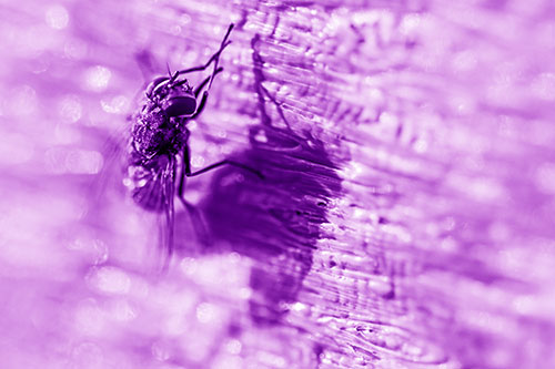 Hand Rubbing Cluster Fly Cleansing Self (Purple Shade Photo)
