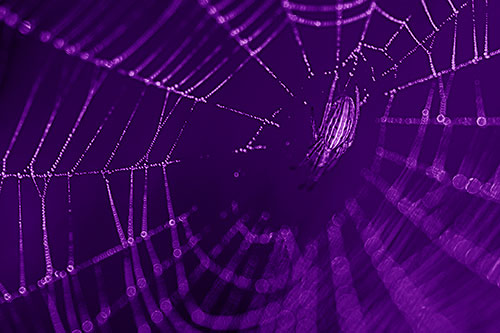 Hanging Orb Weaver Spider Perched Among Dew Covered Web (Purple Shade Photo)
