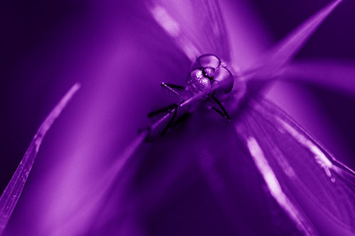 Happy Dragonfly Hugs Grass Blade Edge (Purple Shade Photo)