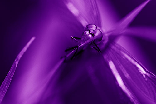 Happy Dragonfly Hugs Grass Blade Edge (Purple Shade)