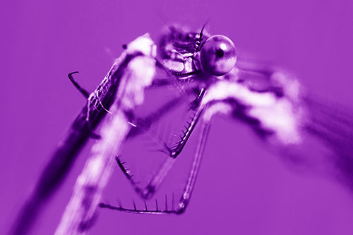 Happy Faced Dragonfly Clings Onto Broken Stick (Purple Shade Photo)