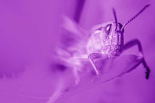 Happy Grasshopper Standing Among Sloping Leaf (Purple Shade)