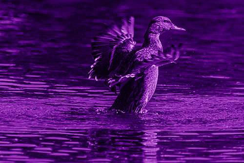 Happy Mallard Duck Flapping Wings Towards Sunshine (Purple Shade)