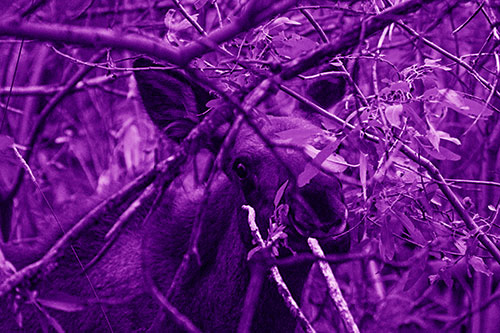 Happy Moose Smiling Behind Tree Branches (Purple Shade Photo)