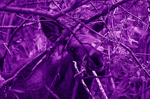 Happy Moose Smiling Behind Tree Branches (Purple Shade)