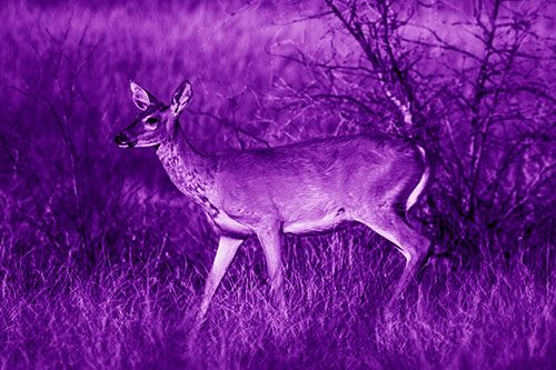 Happy White Tailed Deer Enjoying Stroll Through Grass (Purple Shade Photo)