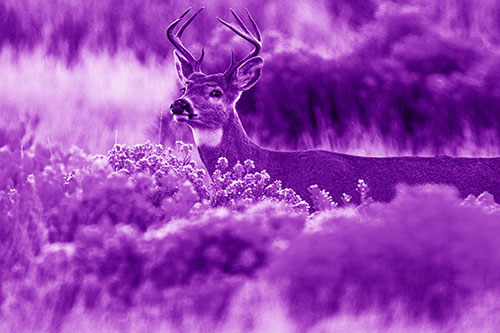 Happy White Tailed Deer Wanders Behind Vegetation (Purple Shade)