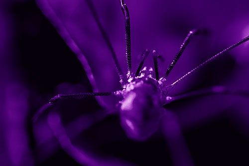 Harvestmen Spider Crawling Among Dead Leaves (Purple Shade Photo)