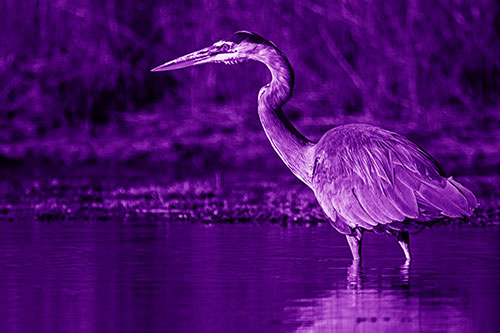 Head Tilting Great Blue Heron Hunting For Fish (Purple Shade Photo)