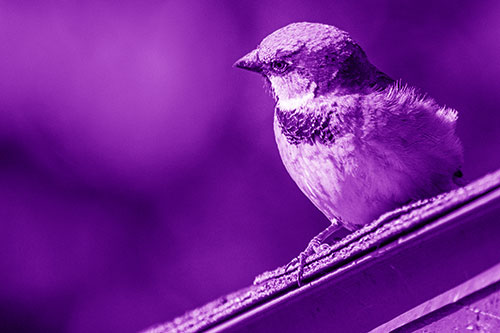 Head Tilting House Sparrow Perched Along Rooftop (Purple Shade)