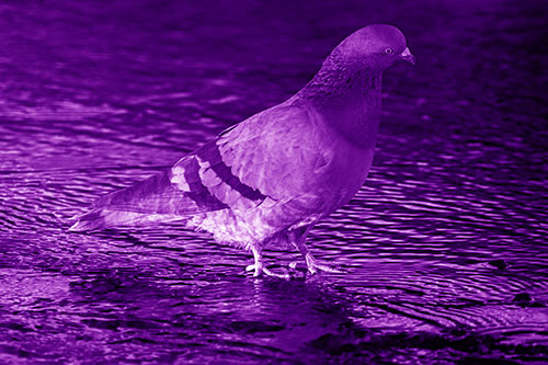 Head Tilting Pigeon Wading Atop River Water (Purple Shade Photo)