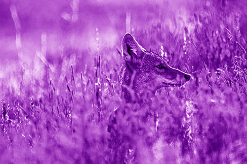 Hidden Coyote Watching Among Feather Reed Grass (Purple Shade Photo)