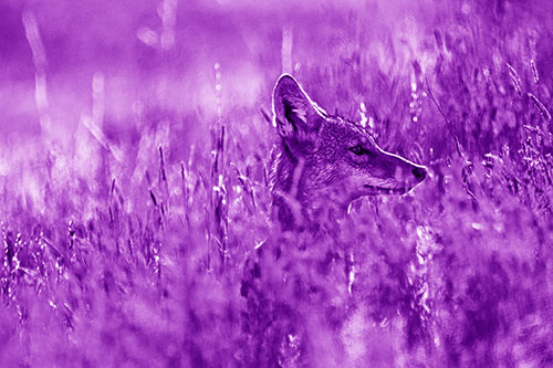 Hidden Coyote Watching Among Feather Reed Grass (Purple Shade)