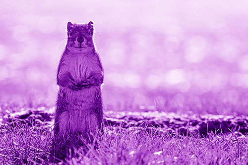 Hind Leg Squirrel Standing Among Grass (Purple Shade)
