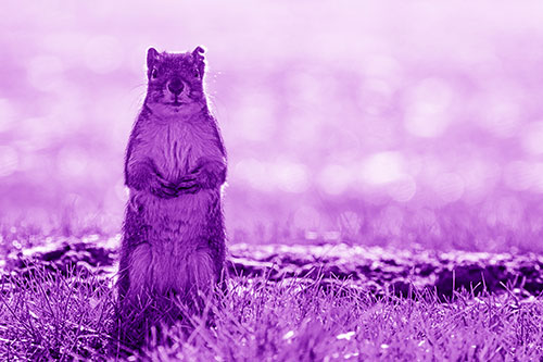 Hind Leg Squirrel Standing Among Grass (Purple Shade Photo)