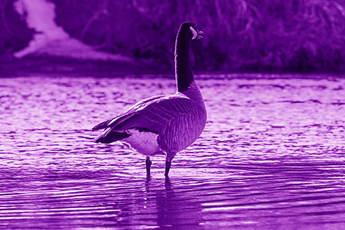 Honking Canadian Goose Standing Among River Water (Purple Shade Photo)