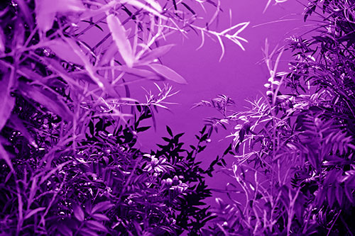 Horde Of Fern Plants Descending Into River Water (Purple Shade)