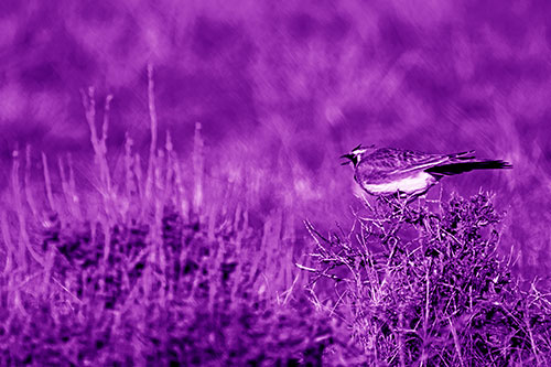 Horned Lark Chirping Loudly Perched Atop Sticks (Purple Shade Photo)