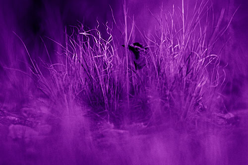 Horned Lark Hiding Among Grass (Purple Shade Photo)