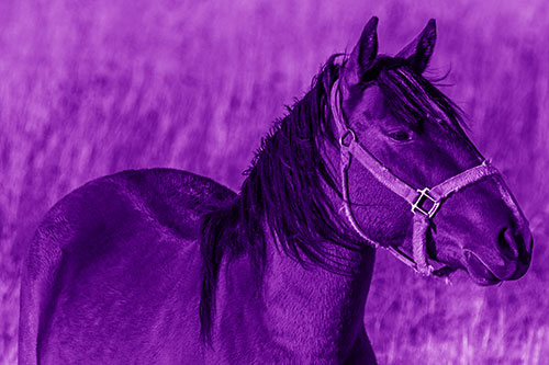 Horse Enjoying Grassy Dinner Meal (Purple Shade Photo)