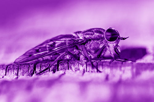 Horse Fly Resting Among Cracked Wood (Purple Shade)