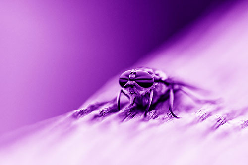 Horse Fly Resting Among Grooved Wood (Purple Shade)