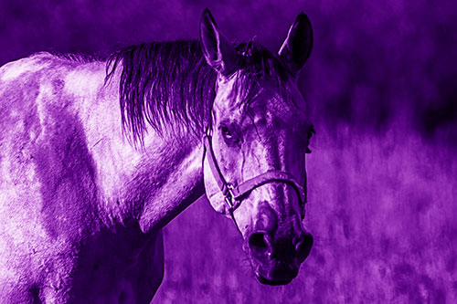 Horse Making Eye Contact (Purple Shade Photo)