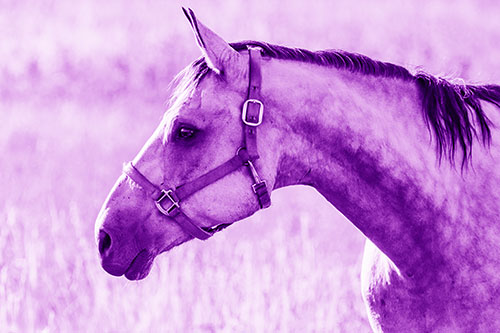 Horse Wearing Bridle Among Sunshine (Purple Shade Photo)