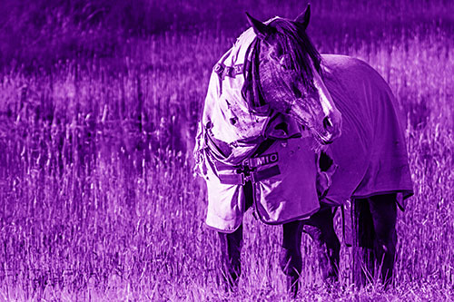 Horse Wearing Coat Atop Wet Grassy Marsh (Purple Shade Photo)