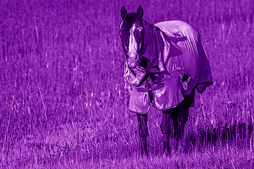 Horse Wearing Coat Standing Along Marsh (Purple Shade Photo)