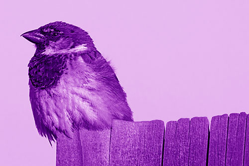 House Sparrow Perched Atop Wooden Post (Purple Shade Photo)