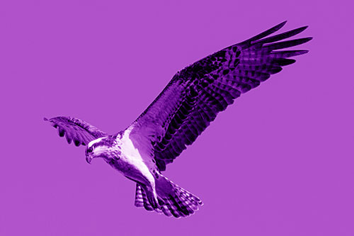 Hovering Osprey Hawk Looking For Fish Below (Purple Shade)