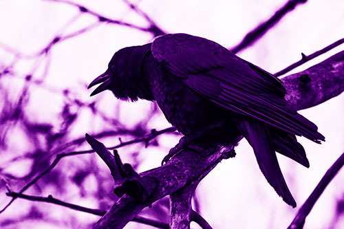 Hunched Over Crow Cawing Atop Tree Branch (Purple Shade Photo)