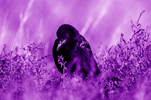 Hunched Over Raven Among Dying Plants (Purple Shade Photo)