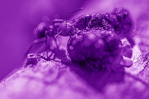 Hungry Carpenter Ant Tears Food Using Mandible Jaws (Purple Shade Photo)