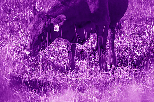 Hungry Cow Enjoying Grassy Meal (Purple Shade Photo)