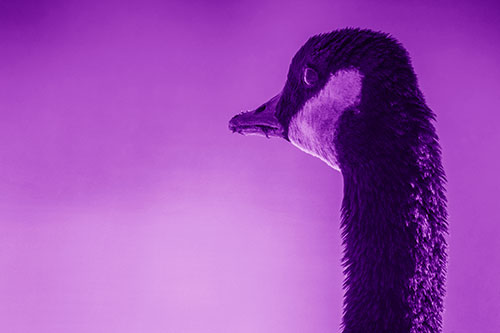 Hungry Crumb Mouthed Canadian Goose Senses Intruder (Purple Shade Photo)