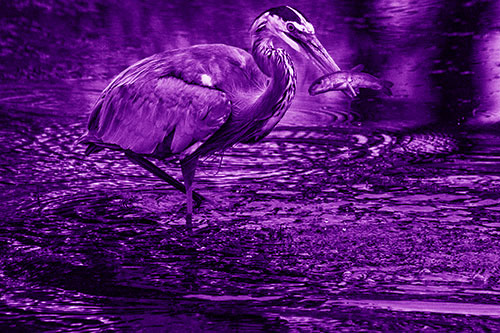 Hungry Great Blue Heron Spears Through Trout Fish (Purple Shade)