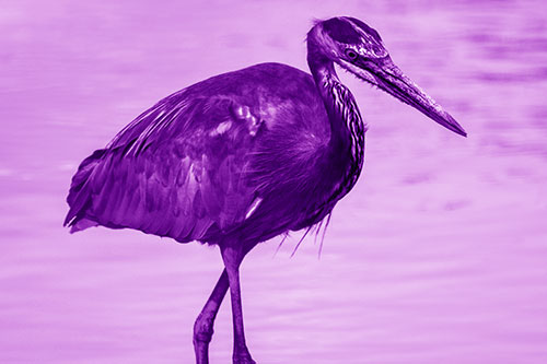 Hungry Great Blue Heron Spots Swimming Fish (Purple Shade)