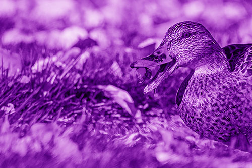 Hungry Mallard Duck Devours Cherry (Purple Shade)