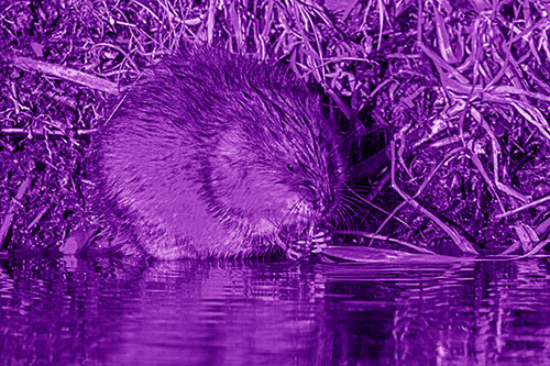 Hungry Muskrat Chews Water Reed Grass Along River Shore (Purple Shade Photo)