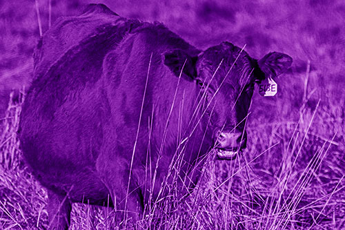 Hungry Open Mouthed Cow Enjoying Hay (Purple Shade)