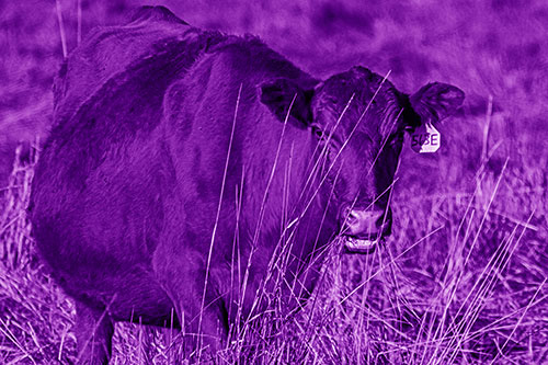 Hungry Open Mouthed Cow Enjoying Hay (Purple Shade Photo)