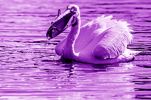 Hungry Pelican Captures Salamander For Breakfast (Purple Shade)