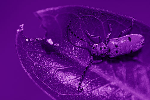 Hungry Red Milkweed Beetle Rests Among Chewed Leaf (Purple Shade Photo)