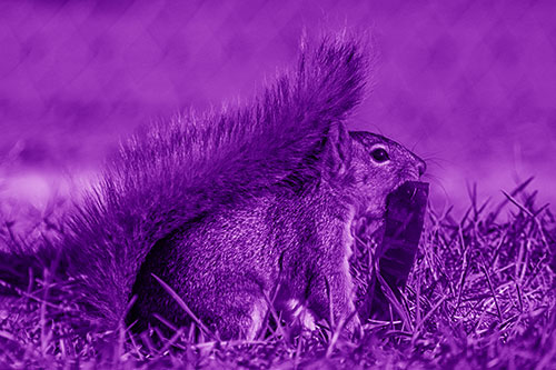Hungry Squirrel Chews Watermelon Among Grass (Purple Shade)
