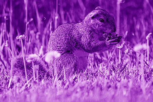 Hungry Squirrel Feasting Among Dandelions (Purple Shade Photo)